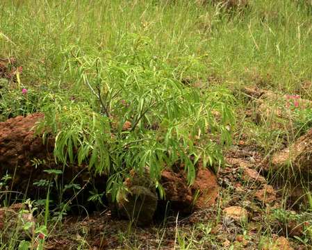 Image of Jatropha spicata Pax