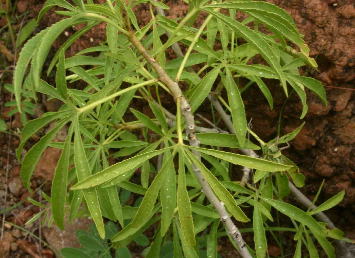 Image of Jatropha spicata Pax