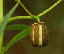 Image of Jatropha spicata Pax