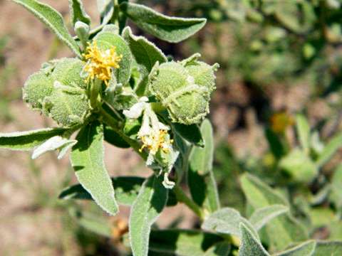 Image of Cephalocroton