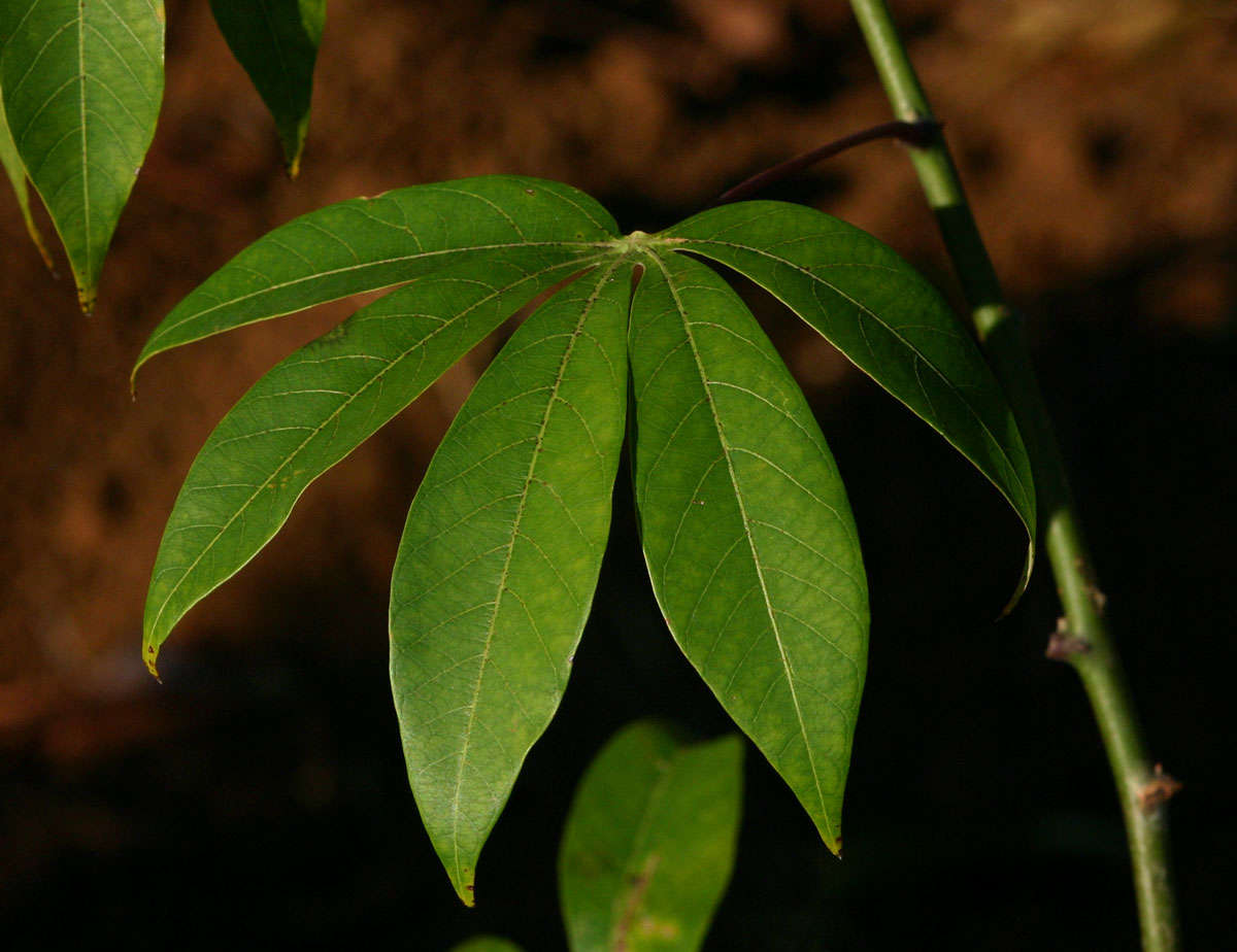 Image of cassava