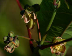 Image of cassava