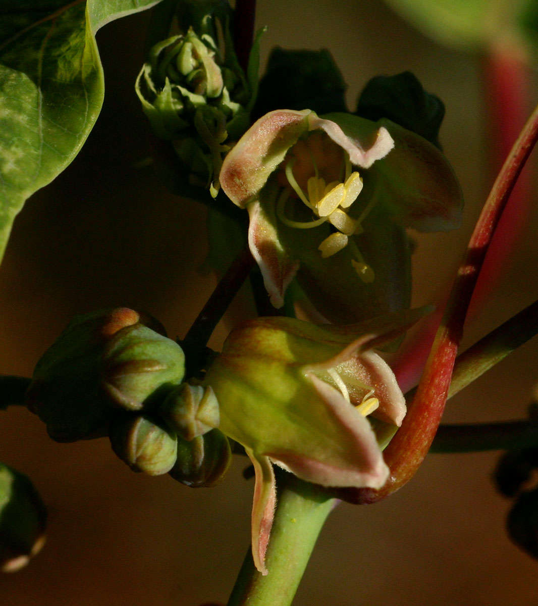 Image of cassava