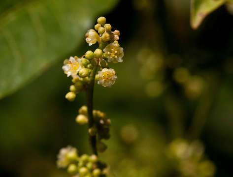 Image of Clutia abyssinica Jaub. & Spach