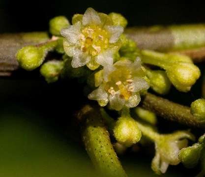 Image of Clutia abyssinica Jaub. & Spach