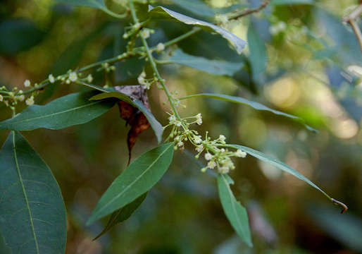 Image of Clutia abyssinica Jaub. & Spach