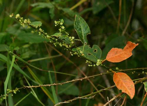 Image of Clutia abyssinica Jaub. & Spach