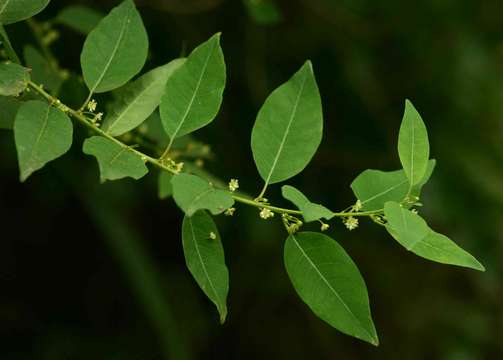 Sivun Clutia abyssinica Jaub. & Spach kuva