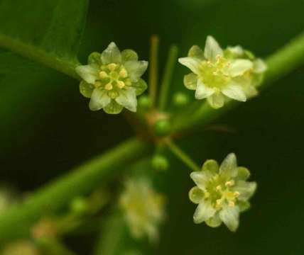 Image of Clutia abyssinica Jaub. & Spach