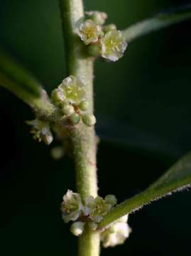 Image of Swynnerton's lightning-bush