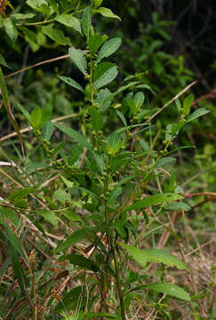 Image of Swynnerton's lightning-bush