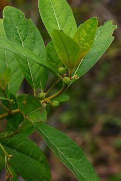 Image of Swynnerton's lightning-bush