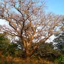 Image of Mongongo Tree