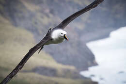 Image de Albatros de Carter