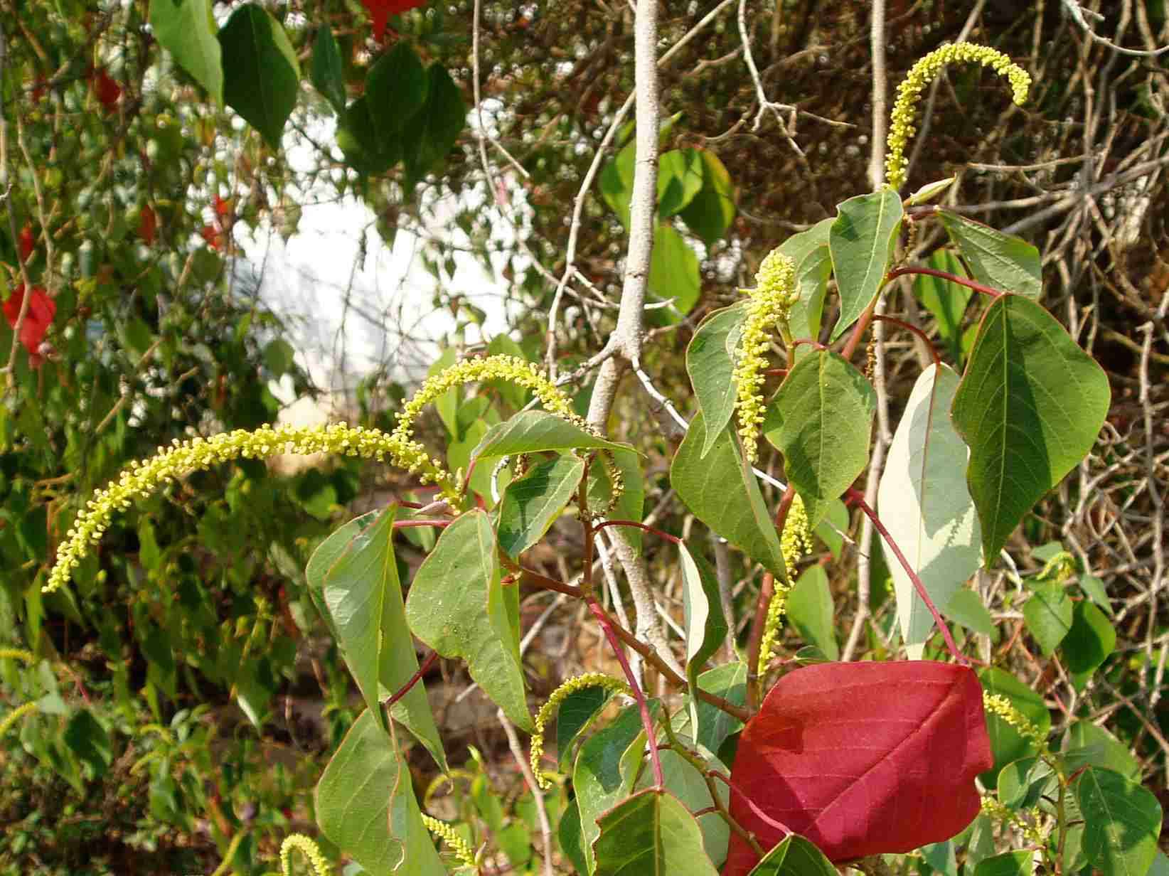 omalanthus populifolius