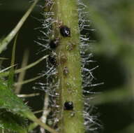 Слика од Brachycaudus (Prunaphis) cardui (Linnaeus 1758)