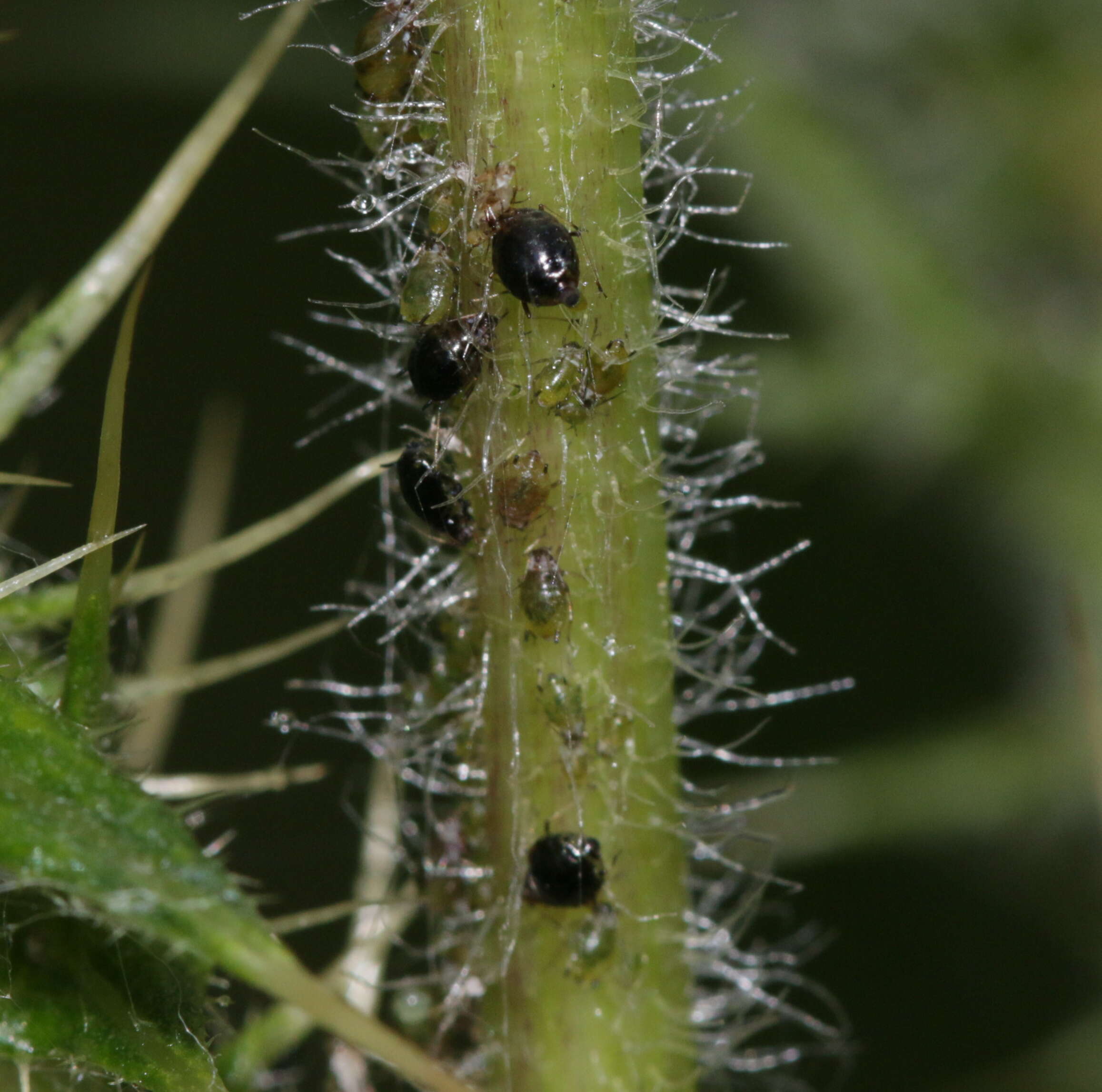 Слика од Brachycaudus (Prunaphis) cardui (Linnaeus 1758)