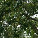 Image of Jumping-seed tree