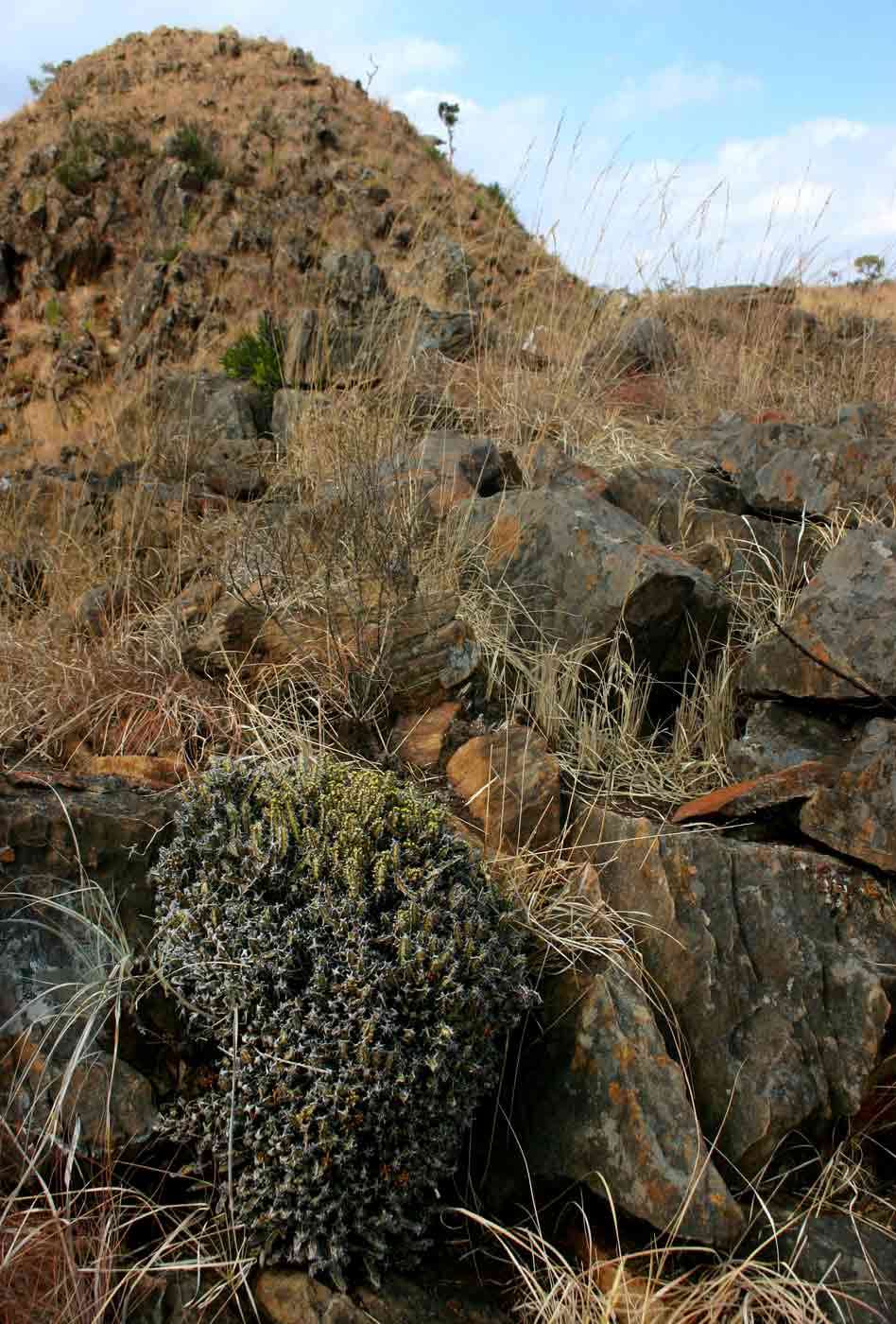 Image of Euphorbia acervata S. Carter