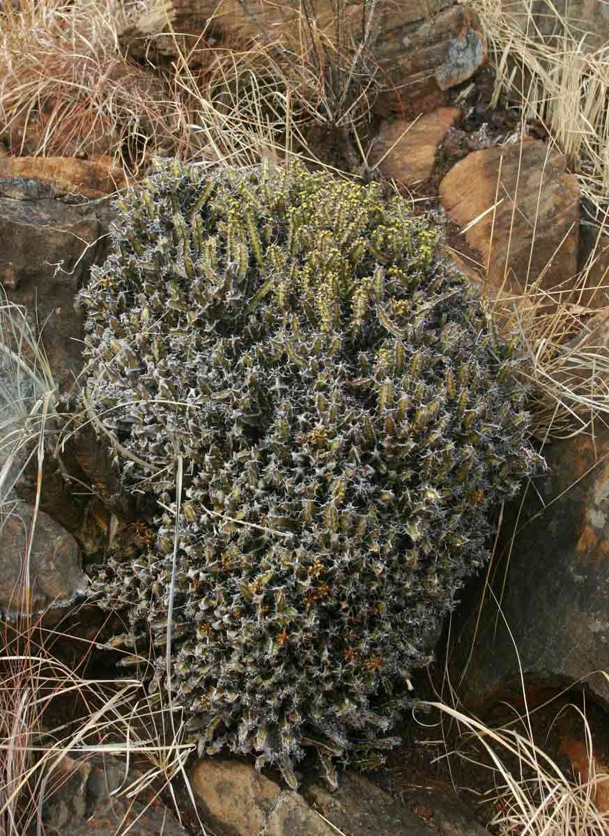 Image of Euphorbia acervata S. Carter