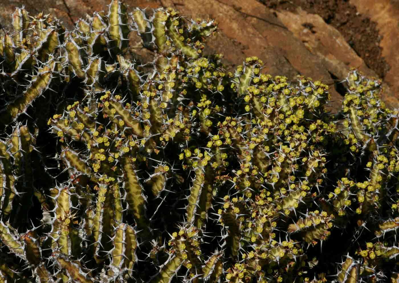 Image of Euphorbia acervata S. Carter