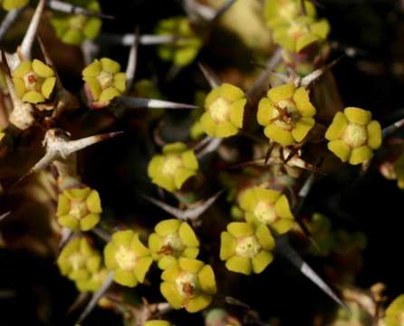 Image de Euphorbia acervata S. Carter