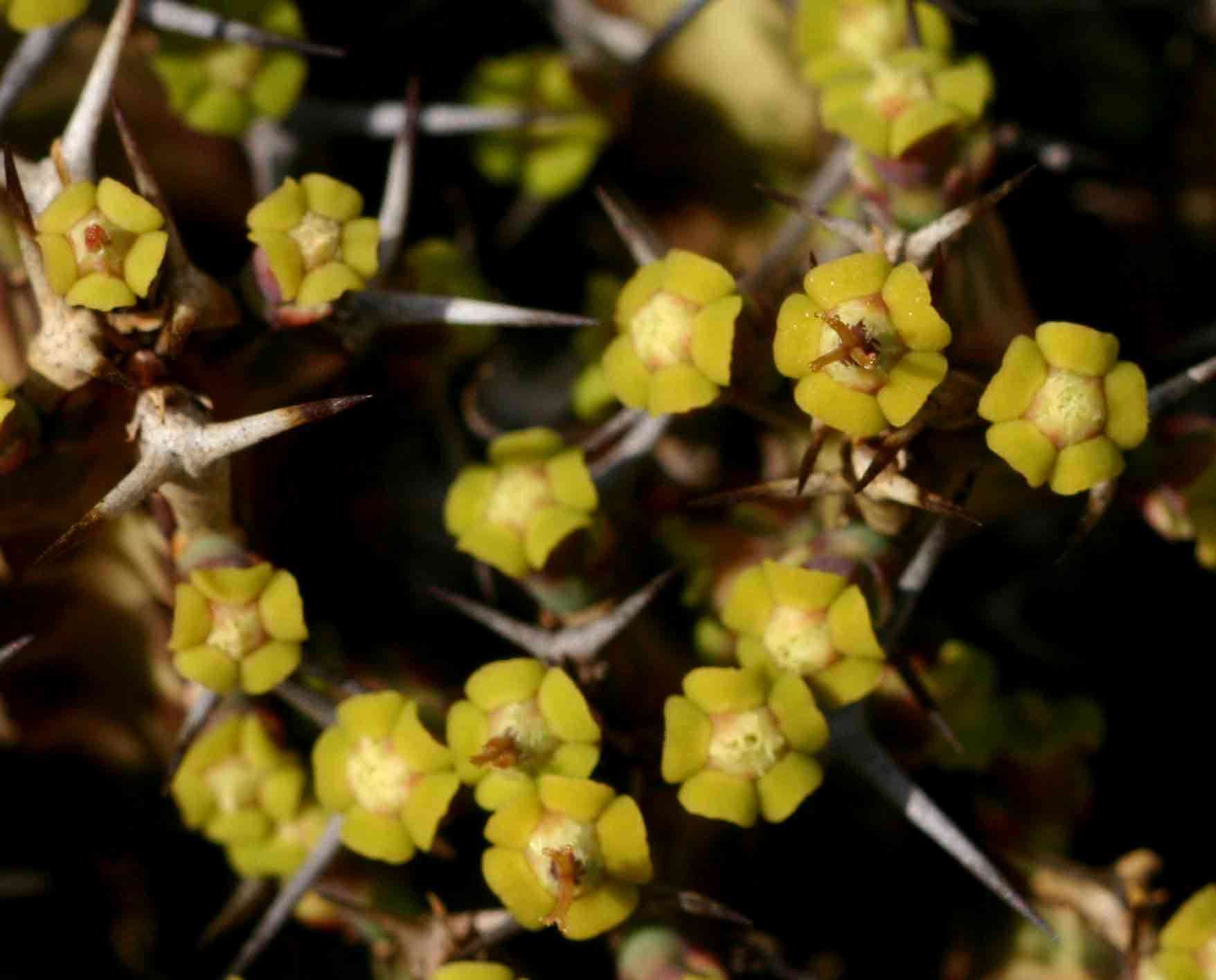 Image of Euphorbia acervata S. Carter