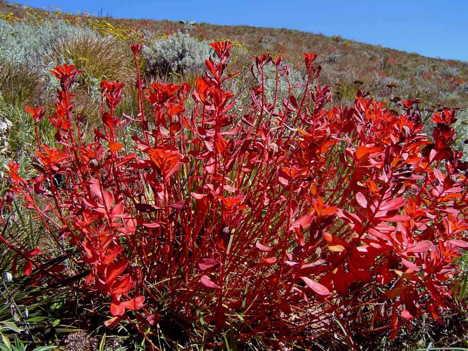 Sivun Euphorbia citrina S. Carter kuva