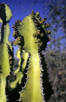 Sivun Euphorbia confinalis R. A. Dyer kuva