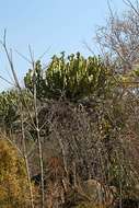 Image of candelabra Tree