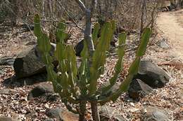 Image of candelabra Tree