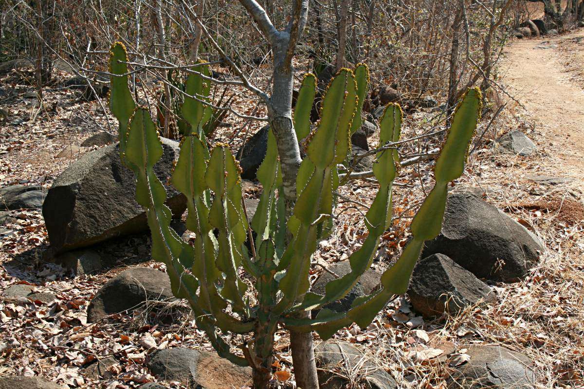 Image of candelabra Tree