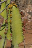Image of candelabra Tree