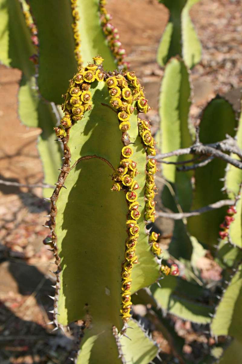 Image of candelabra Tree