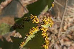 Sivun Euphorbia cooperi N. E. Br. ex A. Berger kuva