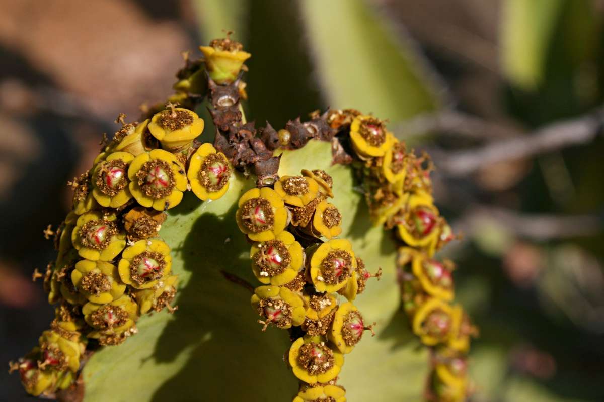 Sivun Euphorbia cooperi N. E. Br. ex A. Berger kuva