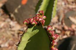 Sivun Euphorbia cooperi N. E. Br. ex A. Berger kuva