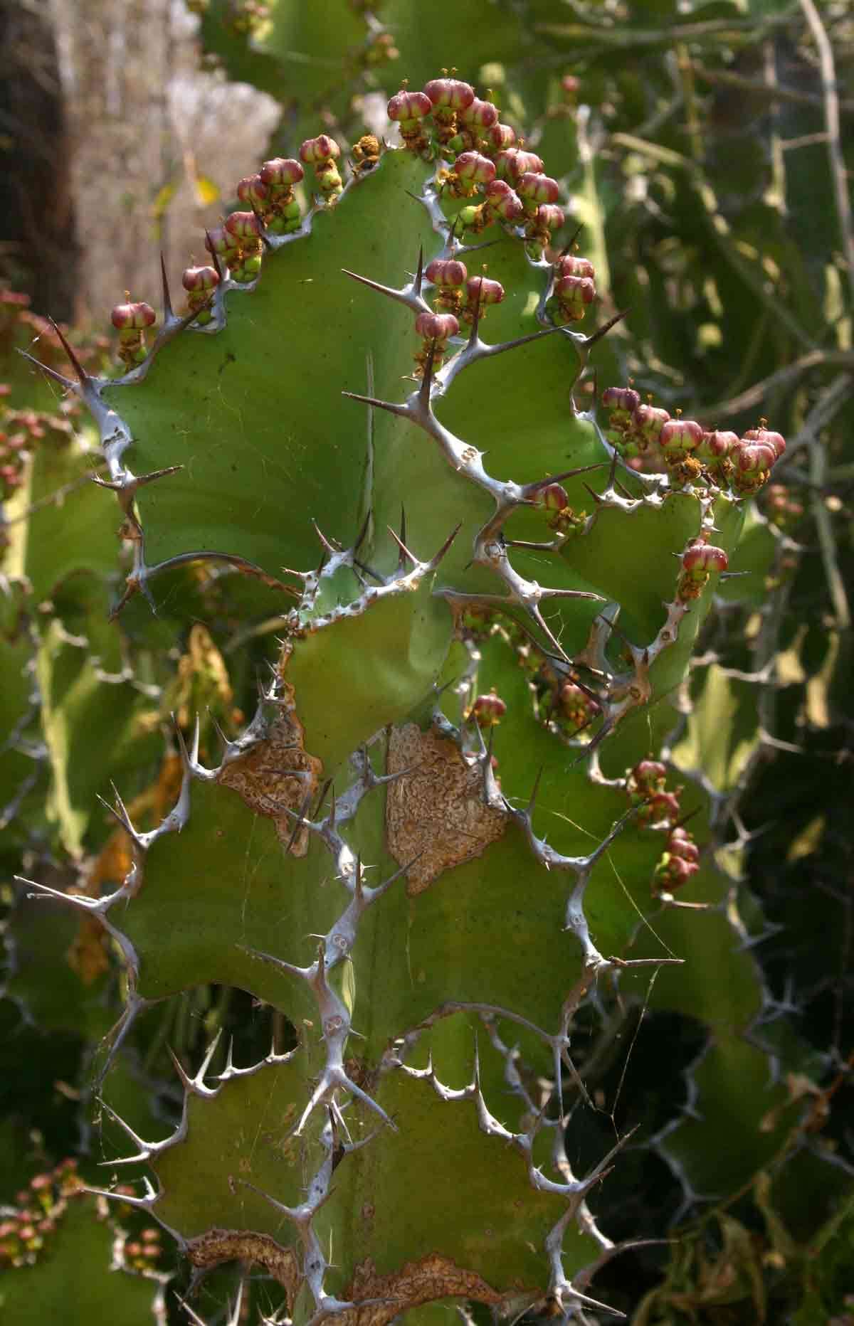 Sivun Euphorbia cooperi var. calidicola L. C. Leach kuva