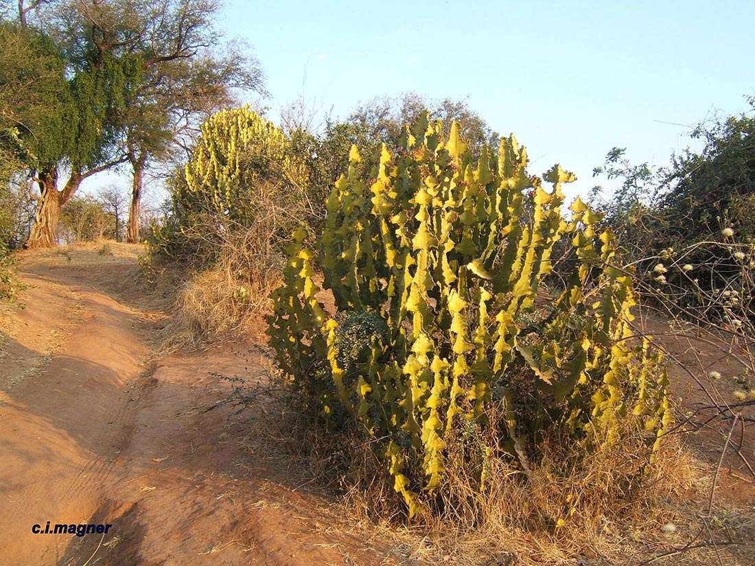 Sivun Euphorbia cooperi var. calidicola L. C. Leach kuva