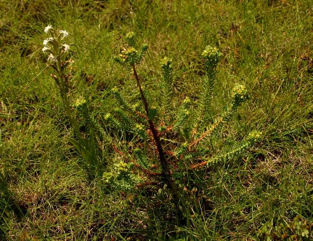 Image of Euphorbia crebrifolia S. Carter