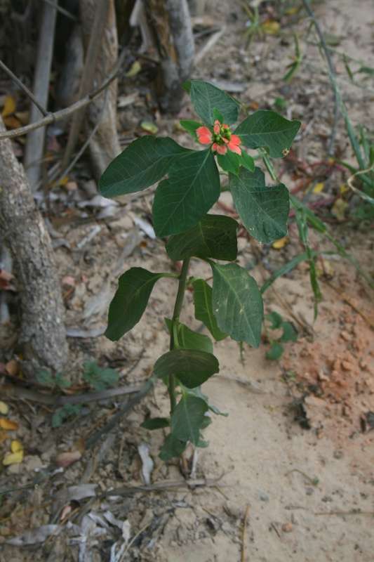 Imagem de Euphorbia heterophylla L.