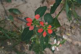 Imagem de Euphorbia heterophylla L.