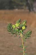 Image of Euphorbia cyparissioides Pax