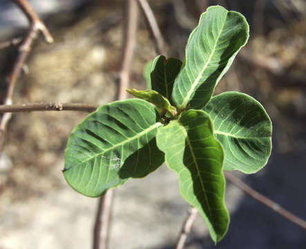 Sivun Euphorbia espinosa Pax kuva