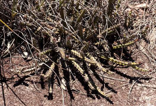 Image of Euphorbia griseola Pax