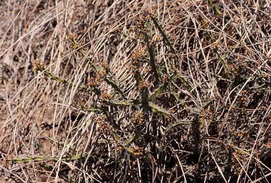 Image of Euphorbia griseola Pax