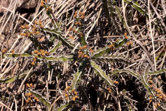 Image of Euphorbia griseola Pax