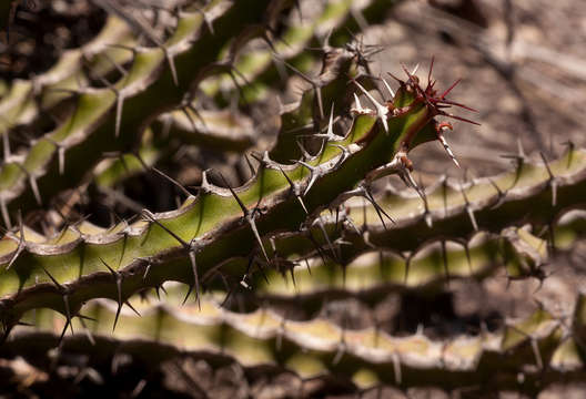 Image of Euphorbia griseola Pax