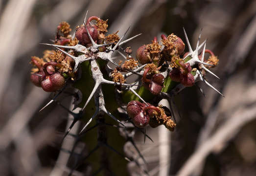 Image of Euphorbia griseola Pax