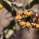 Image of Euphorbia griseola subsp. griseola